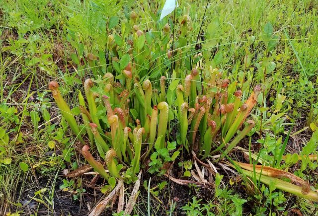 sarracenia minor var minor.jpg