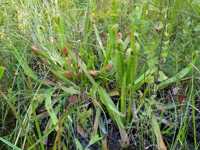 sarracenia minor var okefenokeensis.jpg