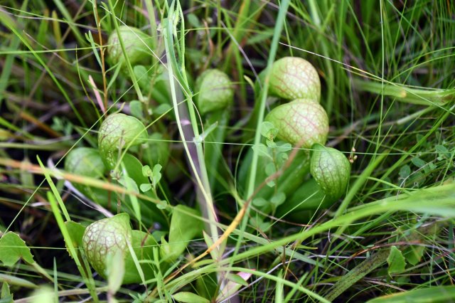 sarracenia psittacina.jpg sarracenia psittacina.jpg