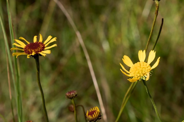 balduina atropurpurea and uniflora.jpg