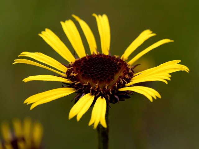 balduina atropurpurea.jpg