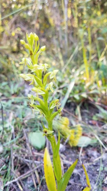 habenaria repens.jpg