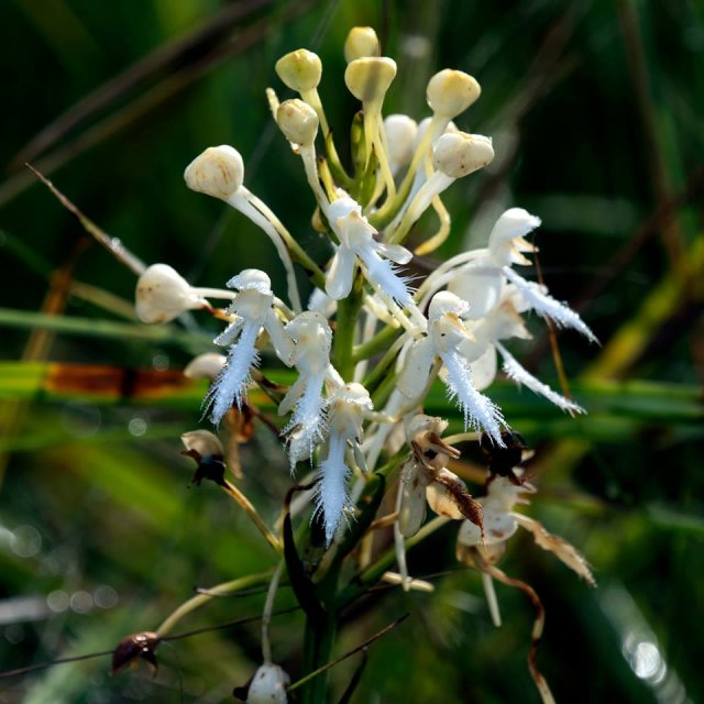 platanthera conspicua.jpg