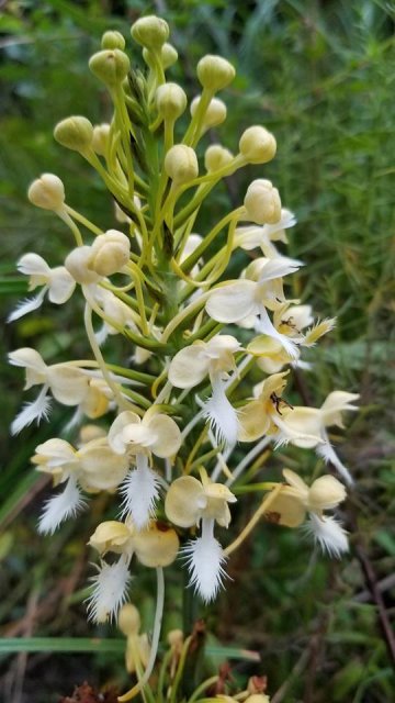 platanthera x leuri.jpg