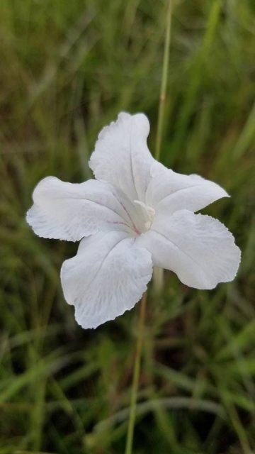 ruellia noctiflora.jpg