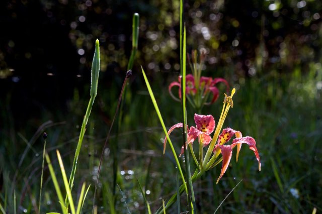 lilium catesbaei.jpg