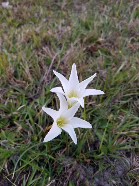 zephyranthes atamasca.jpg zephyranthes atamasca.jpg