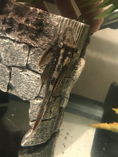 00D1C46B-957B-412D-8239-CC7681D92C82.jpeg 00D1C46B-957B-412D-8239-CC7681D92C82.jpeg