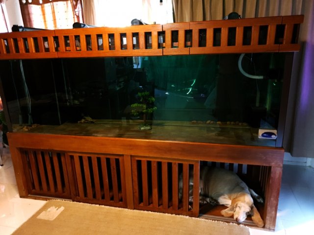 dog in fish tank