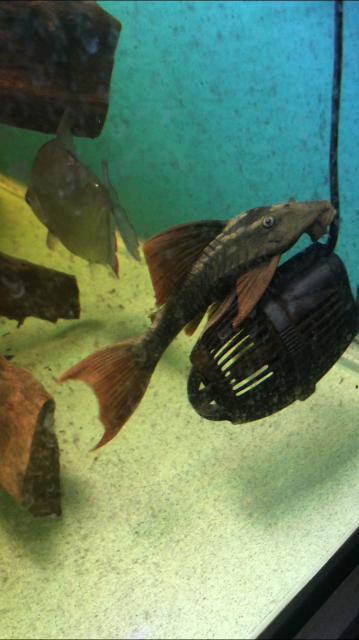 3B6559BD-3A58-4C50-960E-A47C112B573D.png 3B6559BD-3A58-4C50-960E-A47C112B573D.png