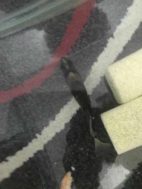 E029F4CD-8A69-4824-946D-C0BD42330AB5.jpeg