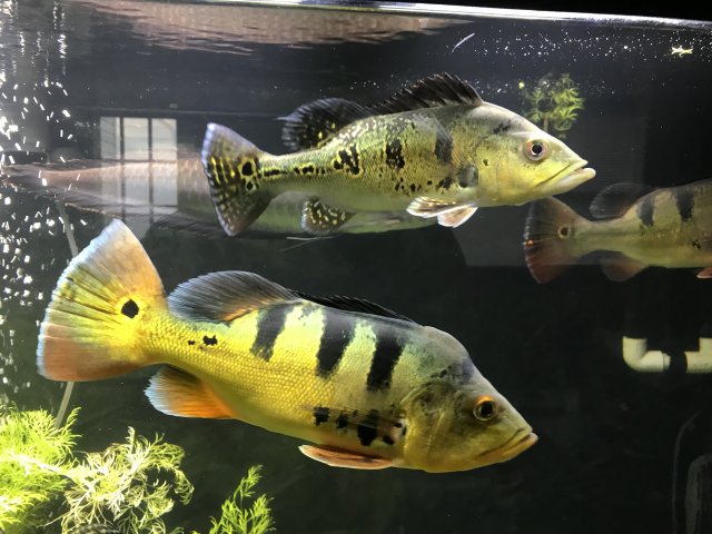 9FDF7627-AABF-441F-B2C6-ABB23513E5F3.jpeg