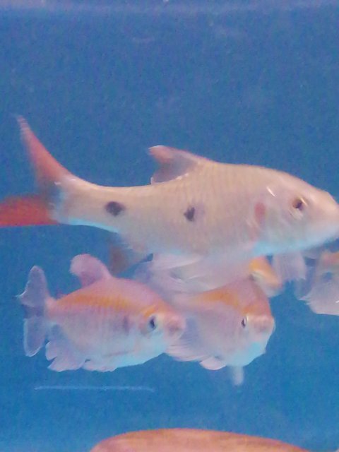 Ich on Hampala ampalong?