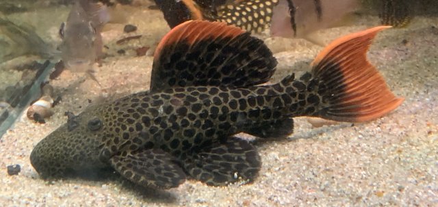 IMG_3389.jpeg IMG_3389.jpeg