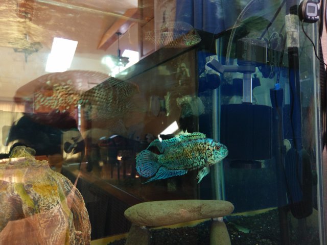 IMAG0377.jpg