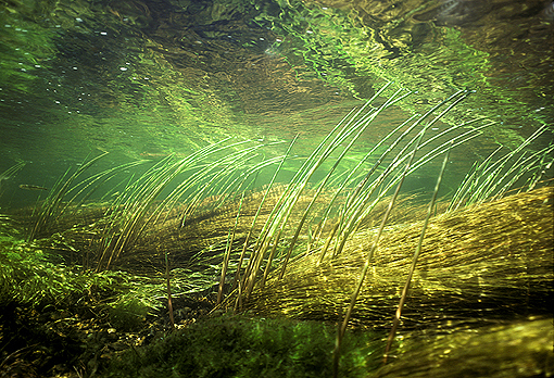 08 Common weeds habitat in small rivers.jpg