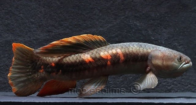 Full-Red-Wolf-Fish-Freshwater.jpg