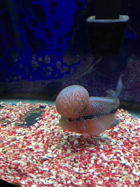 SRD Flowerhorn.jpeg SRD Flowerhorn.jpeg