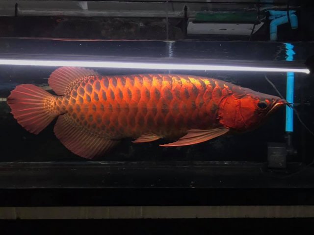 SF Arowana Super Red.jpg