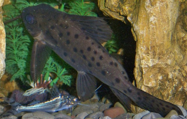 Synadontis Krol 5.JPG Synadontis Krol 5.JPG