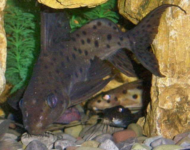 Synadontis Krol 6.jpg Synadontis Krol 6.jpg