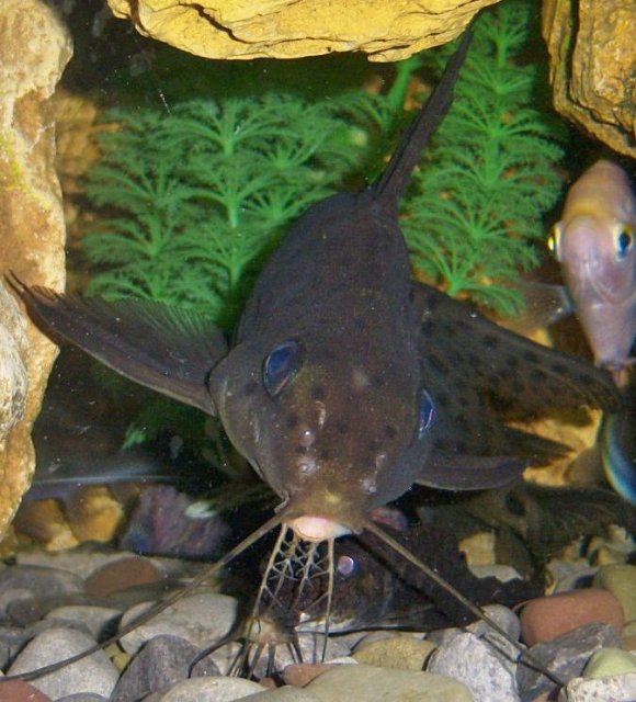 Synadontis Krol 9.JPG Synadontis Krol 9.JPG