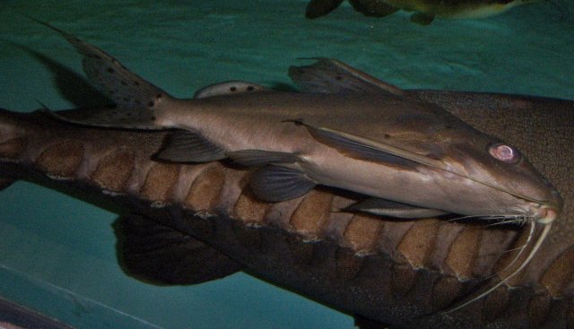 Synodontis hybrid 10 years 3.JPG Synodontis hybrid 10 years 3.JPG