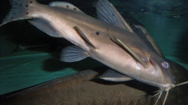 Synodontis hybrid 10 years 4.JPG Synodontis hybrid 10 years 4.JPG