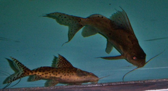 Synodontis hybrid both 2.JPG Synodontis hybrid both 2.JPG