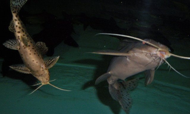 Synodontis hybrid both 3.JPG Synodontis hybrid both 3.JPG