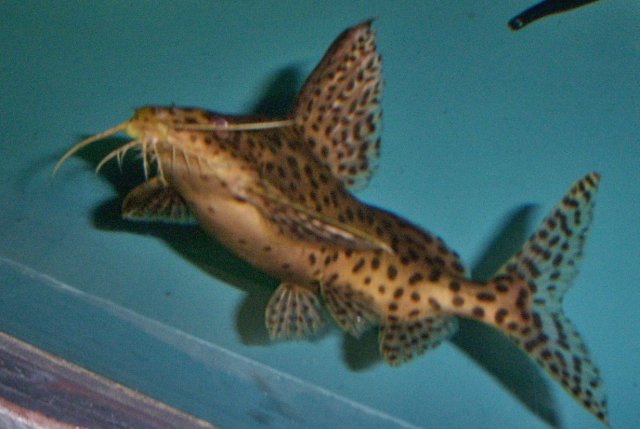 Synodontis hybrid young 1.JPG