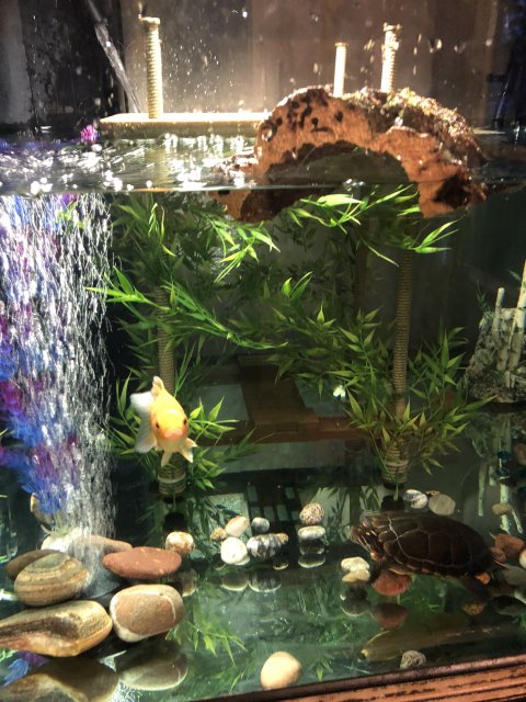 5D3DEBDC-438A-4A53-B27B-32CA281C3BB2.jpeg 5D3DEBDC-438A-4A53-B27B-32CA281C3BB2.jpeg