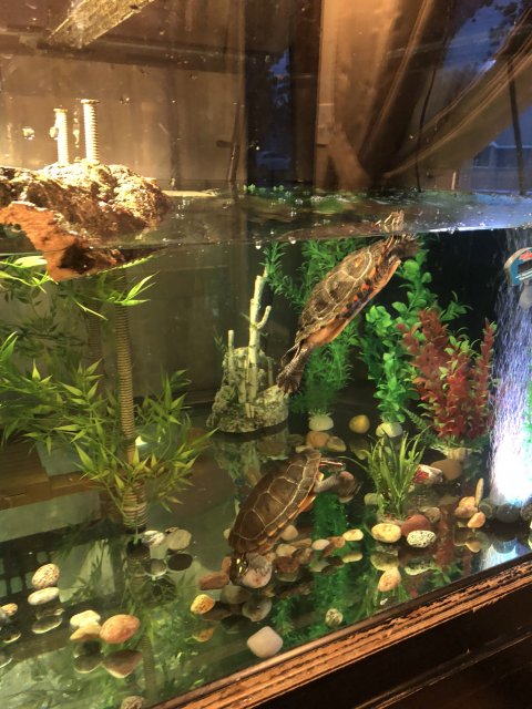 05236A65-6189-4288-910B-113FA7CEF9A4.jpeg 05236A65-6189-4288-910B-113FA7CEF9A4.jpeg