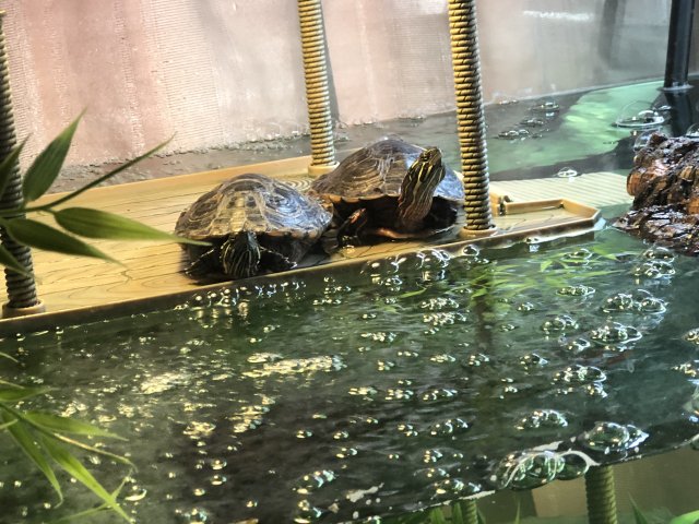 0EA9D8B0-0970-4034-B9DB-B0A007B58FA5.jpeg 0EA9D8B0-0970-4034-B9DB-B0A007B58FA5.jpeg