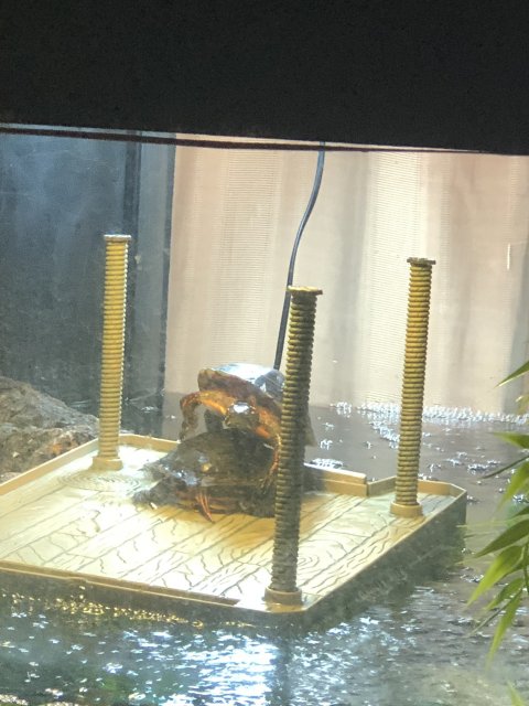 332ECA71-B0D2-49CC-BAB0-22D46A575055.jpeg 332ECA71-B0D2-49CC-BAB0-22D46A575055.jpeg