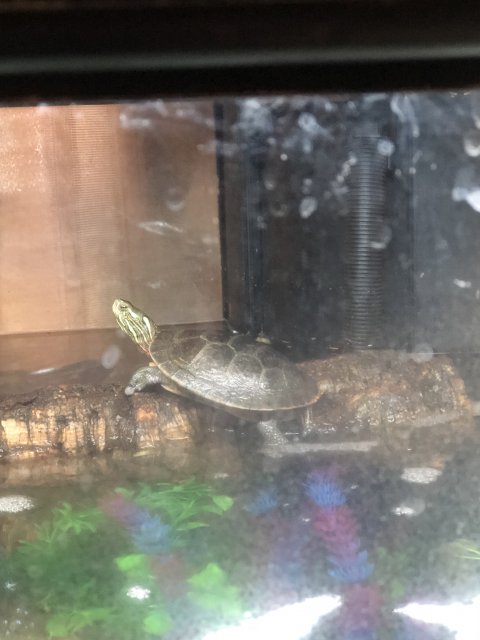 BC78944C-FA43-49BD-836C-3A39306E8957.jpeg BC78944C-FA43-49BD-836C-3A39306E8957.jpeg