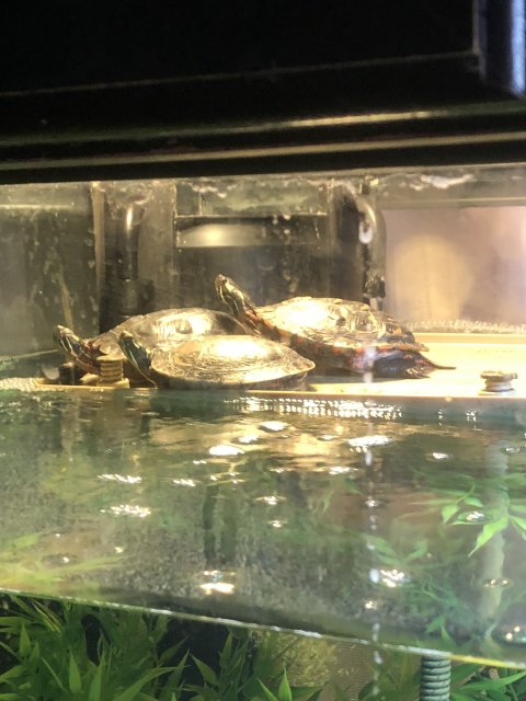 A83FAD3F-BFE0-43F7-8834-8D2F25C395F5.jpeg A83FAD3F-BFE0-43F7-8834-8D2F25C395F5.jpeg