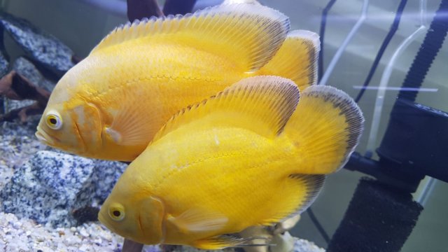 Lemon Oscars | MonsterFishKeepers.com