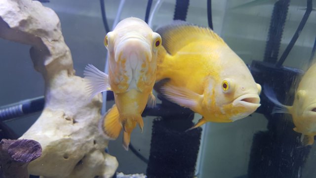 Lemon Oscars | MonsterFishKeepers.com