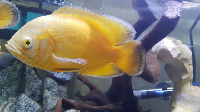 Lemon Oscar Fish