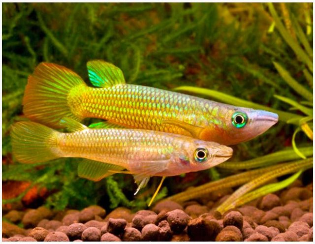 Golden-Wonder-Killifish.jpg