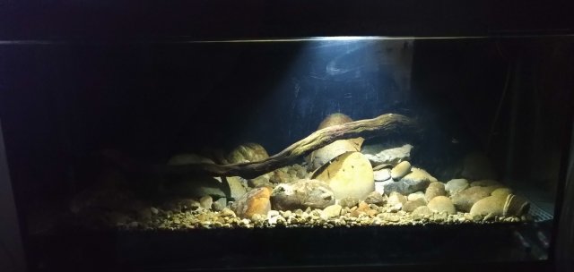 Tank !)W LED Cropped.JPG