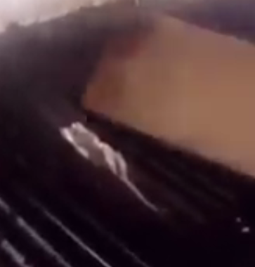 rat41.png