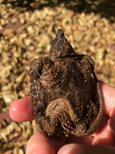 IMG_3923.jpg IMG_3923.jpg