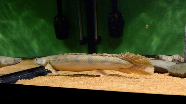 _ABS6798_275.JPG