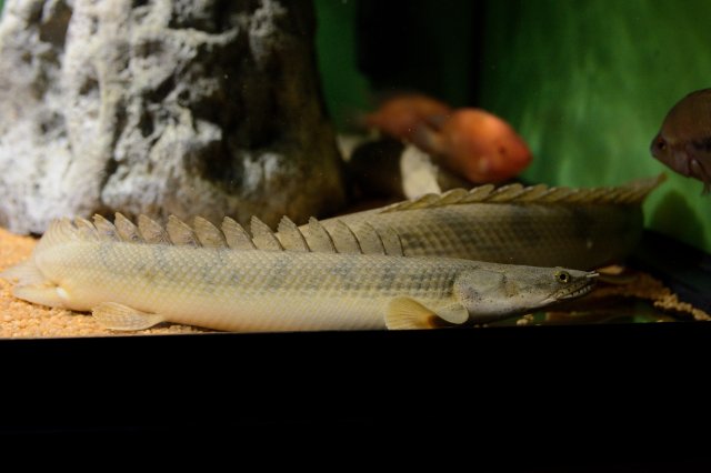 _ABS6833_284.JPG