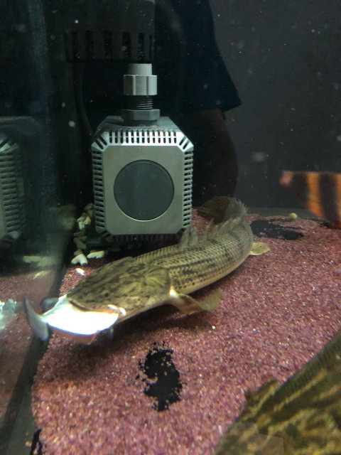 AF796FF0-1C11-4421-BCED-C10B2F81FF6A.jpeg AF796FF0-1C11-4421-BCED-C10B2F81FF6A.jpeg