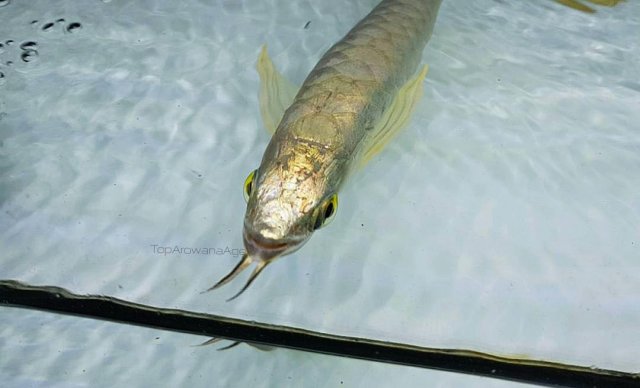 BA New 10 inch GHXB 2.jpg BA New 10 inch GHXB 2.jpg