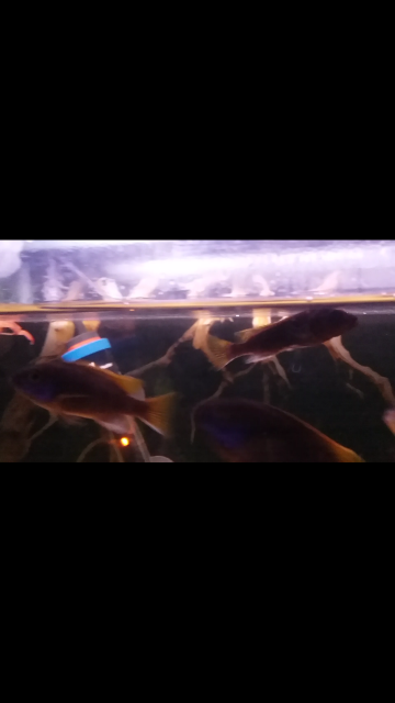 Screenshot_20181128-200115.png Screenshot_20181128-200115.png