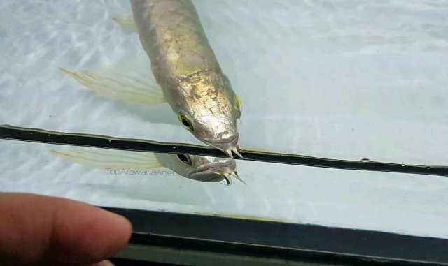 46687649_2163524913911677_4271364621052411904_n.jpg 46687649_2163524913911677_4271364621052411904_n.jpg